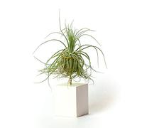 PLANDAIRE - Tillandsia Magnusiana IR Plante sans Terre Vivante - Tillandsias Plantes Vraies - Plantes Interieur Naturelle - Tillandsia Vraie Plante Plantes Aériennes (Soutien Inclus) (Blanc)