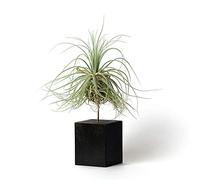 PLANDAIRE Tillandsia Magnusiana IR Plante sans Terre Vivante Tillandsias Plantes Vraies - Plantes Interieur Naturelle - Tillandsia Vraie Plante Plantes Aériennes (Soutien Inclus) (Noir)