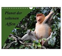Planet der seltenen Affen (Wandkalender 2026 DIN A4 quer), CALVENDO Monatskalender: Bezaubernde Momentaufnahmen aus den Wäldern Indonesiens, Madagaskars und Malaysias