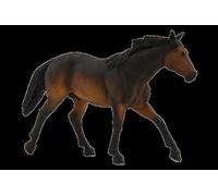 Planète Animale Mojo Brownie Sooty Bay