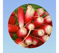 Planète graines - 10 grammes de radis 18 jours demi long - environ 1400 graines