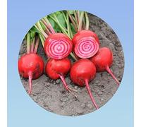 Planète graines - 5 grammes de betterave TONGA DI CHIOGGA - environ 300 graines beta vulgaris