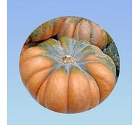 Planète graines - graines de courge musquée de provence sachet de 3 grammes environ 30 graines