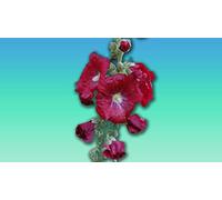 Planète graines - lot de fleur Rose Tremiere ROUGE 0.5 grammes