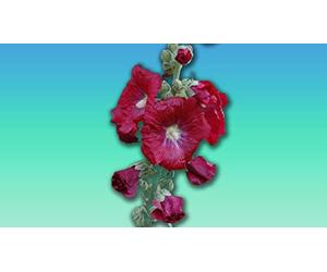 Planète graines - lot de fleur Rose Tremiere ROUGE 0.5 grammes