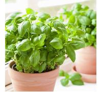 Plant Basilic Grand Vert en Pot 1,5L