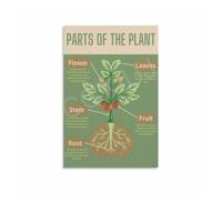Plant Cell Biology Educational Poster Labeled Science Wall Art for Classroom High School College Student Learning Decor(Unframed,12X18inch(30X45cm))
