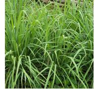 Plant Citronnelle de madagascar pot 1L