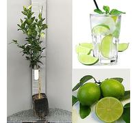 Plant d'agrumes SAVINI VIVAI Tilleul de Tahiti en phytocelle, hauteur 100-120 cm greffé pendant 1 an, fabriqué en Italie