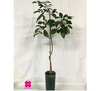 Plant de Avocatier ‘Fuerte’ Persea Americana greffée - pot Ø 18 cm - h. 100-120 cm