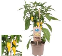 Plant de piment - piquant - pepperoni - poivrier pour balcon et jardin - pot 14cm - légumes à emporter
