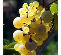 Plant de raisin Felicia 2L - Un cépage précieux pour la production de vin