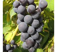 Plant de raisin Mars 2L - De beaux raisins bleus sans pépins