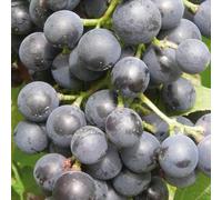 Plant de raisin Muscat Bleu 2L - Variété dessert, en forte croissance