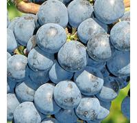 Plant de raisin Rondo 2L - Un cépage adapté aussi bien au vin qu'à la gastro