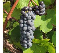 Plant de raisin Trollhaugen 2L - Apprécié pour son goût unique