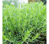 Plant Estragon qualité Pépinière Pot1,5L