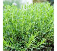 Plant Estragon qualité Pépinière Pot1,5L