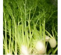 Plant Fenouil pot 1L