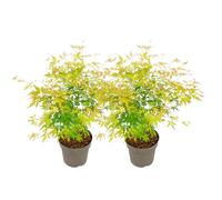 Plant in a Box - Acer Palmatum 'Dentelle Orange' - Set de 2 - Erable japonais - Belles couleurs vibrantes - Pot 19 - Hauteur 60-70cm