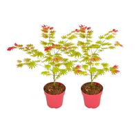 Plant in a Box - Acer palmatum 'Moonrise' - Set de 2 - Érable du Japon - Résistant au froid - Pot 19cm - Hauteur 40-50cm