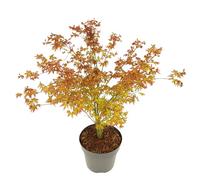 Plant in a Box - Acer palmatum 'Petite princesse' - Erable Japonais - Rustique - Plante de jardin - Pot 19cm - Hauteur 45-55cm