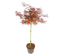 Plant in a Box - Acer palmatum 'Shaina' - Érable du Japon - Résistant au froid - Feuilles rouges - Pot 19cm - Hauteur 80-90cm
