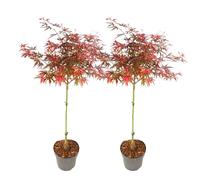 Plant in a Box - Acer palmatum 'Shaina' - Set de 2 - Érable du Japon - Résistant au froid - Feuilles rouges - Pot 19cm - Hauteur 80-90cm