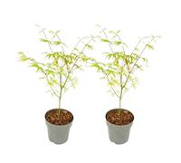 Plant in a Box - Acer palmatum 'Ukigumo' - lot de 2 - Erable du Japon - ⌀15cm - Hauteur 35-55cm