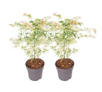 Plant in a Box - Acer palmatum 'Ukigumo' - Set de 2 - Érable du Japon Arbres rustiques - Feuilles vertes - Pot 19cm - Hauteur 50-60cm