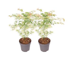 Plant in a Box - Acer palmatum 'Ukigumo' - Set de 2 - Érable du Japon Arbres rustiques - Feuilles vertes - Pot 19cm - Hauteur 50-60cm