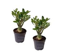 Plant in a Box - Adenium Obesum - Pokon - Set de 2 - Rose du désertt - Plantes exotique - Rosier violet - Pot 10,5cm - 25-40cm