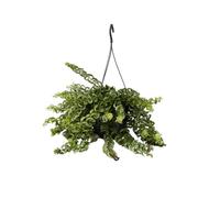 Plant in a Box - Aeschynantus 'Twister' - Plante suspendue spéciale avec longues vrilles vertes - Pot 15cm - Hauteur 20-30cm