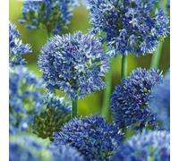 Plant in a Box - Allium Caeruleum - Bulbes - Set de 80 - Allium Bleu Céleste - Bulbes à Fleurs pour Jardin, Terrasse ou Balcon