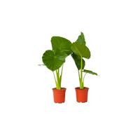 Plant in a Box - Alocasia Odora - Set de 2 - Oreille d'éléphant - Alocasie - Pot 17cm - Hauteur 55-75cm