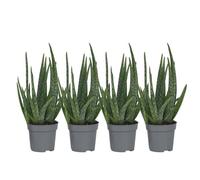 Plant in a Box - Aloe Vera - Set de 4 - Plante d'intérieur - Succulents - Pot 10,5cm - Hauteur 25-40cm