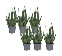 Plant in a Box - Aloe Vera - Set de 6 - Plante d'intérieur - Succulents - Pot 10,5cm - Hauteur 25-40cm
