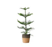 Plant in a Box - Araucaria Heterophylla - Inclus panier - Pin de Norfolk - Araucaria excelsa - Pin d'Intérieur - Pot 17cm - Hauteur 50-60cm