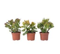 Plant in a Box - Arbre à argent - Lot de 3 - Crassula ovata Minor, Hobbit, Sunset - Hauteur 10-25 cm - Pot 12 cm - Plantes grasses - Plantes d’intérieur