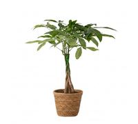 Plant in a Box - Arbre à argent - Pachira aquatica - Avec panier - Hauteur 60-70cm - ⌀17cm