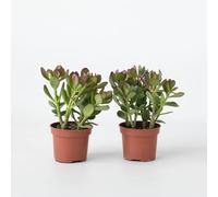 Plant in a Box - Arbre à jade - Lot de 2 - Crassula ovata - Hauteur 15-25cm - ø12cm - Succulent - Vert
