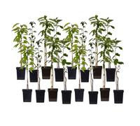 Plant in a Box - Arbres fruitiers - Lot de 16 - Pommier, Cerisier, Poirier et Prunier - Hauteur 60-70cm - Pot 9cm - Idéal balcon & jardin - Fleurs printanières et récolte rapide