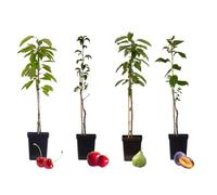 Plant in a Box - Arbres fruitiers - Lot de 4 - Pommier, Cerisier, Poirier et Prunier - Hauteur 60-70cm - Pot 9cm - Idéal balcon & jardin - Fleurs printanières et récolte rapide