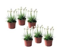 Plant in a Box - Armeria maritima - Ameria blanc - Set de 6 - Pot 12cm - Hauteur 20-30cm