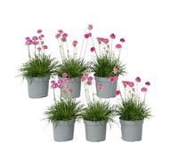 Plant in a Box - Armeria maritima 'Rose profonde' - Set de 6 - Plante exterieur naturelle beaucoup de fleurs rose - Pot 12cm - Hauteur 20-30cm