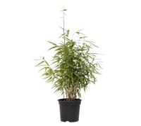 Plant in a Box - Bambou non-traçant - Fargesia nitida 'Red Dragon' - Hauteur 60-80cm - Pot 17cm - Bambou Vert