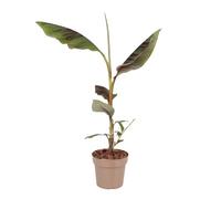 Plant in a Box - Bananiers d’Abyssinie - Musa sikkimensis Ever Red - Hauteur 55-70cm - Pot 21cm - Plante d'extérieur tropicale - Non rustique