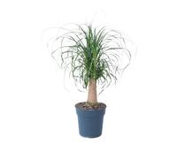 Plant in a Box - Beaucarnea recurvata - Pied d'éléphant - Plante verte d'intérieur - Pot 21cm - Hauteur 60-70cm