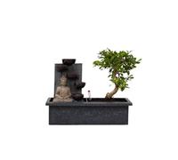 Plant in a Box - Bonsaï avec système d'eau facile à entretenir et cascade sur la statue de Bouddha - Plante d'intérieur - Hauteur 25-35cm