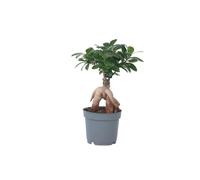 Plant in a Box - Bonsaï Ficus Ginseng - Plante d'intérieur - Pot 12cm - Hauteur 30-40cm